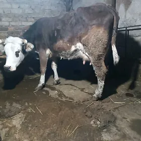 Simental Göleli sygyr