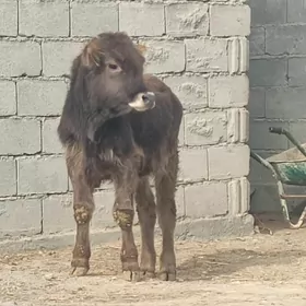 arginal swes tohum okuz