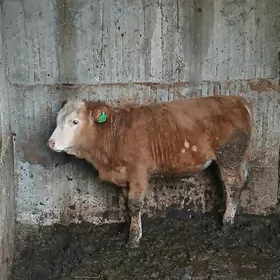 simental kelek öküz