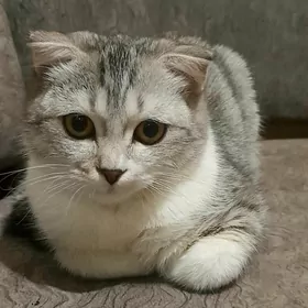 кошка девочка