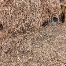 yorunja hasal ot satlyk