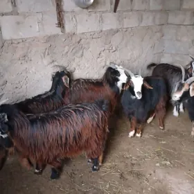 bogaz çebiş we erkeç