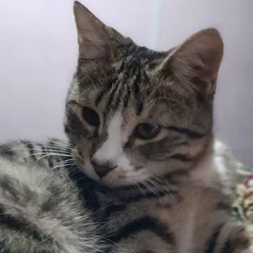 Сатлык пишик