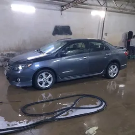 exclisive morda diska 16 lyk