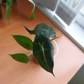 Детки Алоказий