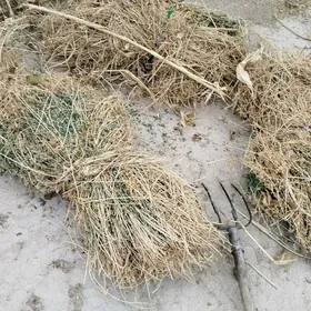 Ýorunja                 мал от