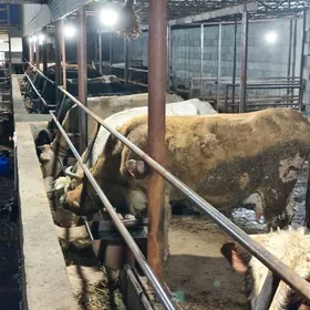 göleli we  sygyrlar