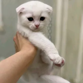 Котёнок ШОТЛАНДСКИЙ