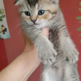 шотландский шиншилла