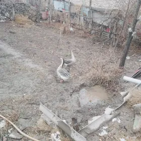 верхкиркинка дача насозны яны