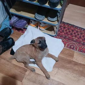 Щенок-звоночек