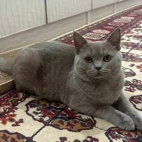 Котёнок скоттиш-страйт