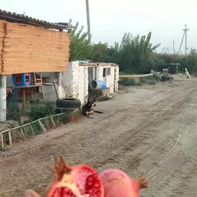 2 йыл, Яш Баг