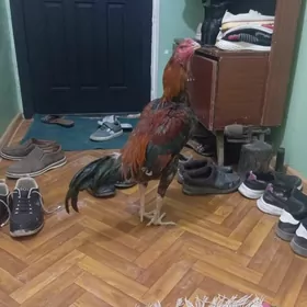 хораз джудже