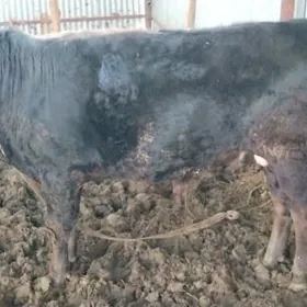 Gara öküz bakylan paroda