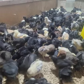 Paroda gigat (garanti100%)