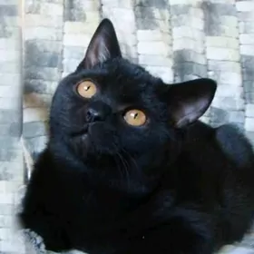 кошка pisik sotlan dik gulak