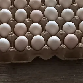 Йумуртга инкубатор учин