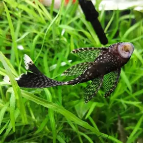 анциструсы вуалевые