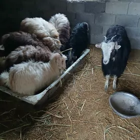 козы бараны