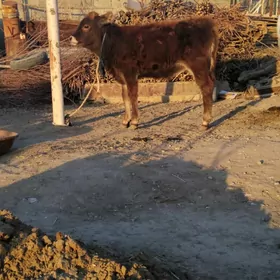 YERLI TÜWE TOHIM MAL