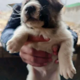 Alabaý güjükler tohum