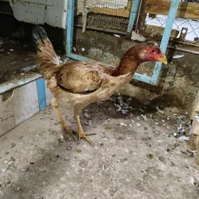 боец курица