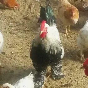 guzlaýjy towuk.yumurtga