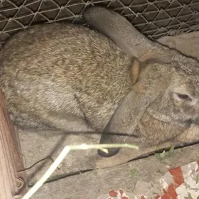 Flander erkek towsan