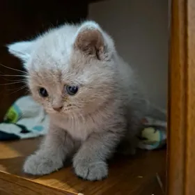 Pişikler/ Котята