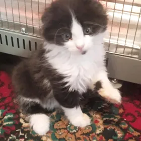 Шотландский вислоухий котенок