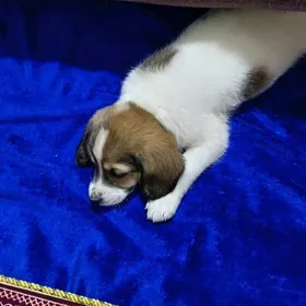 в добрые руки щенок