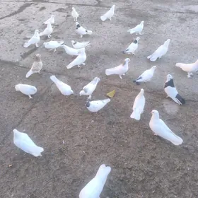 ️Kepderi️Голуби️