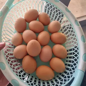 Ataks Elin Ýumurtga