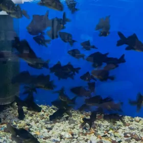 черный телескопы