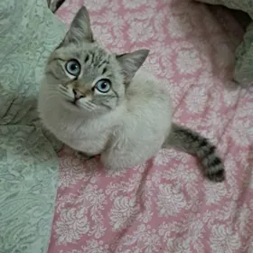 британский