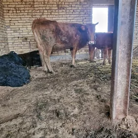 богаз сыгыр