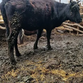 богаз сыгыр