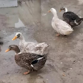 ГАК ГАК ОРДЕК