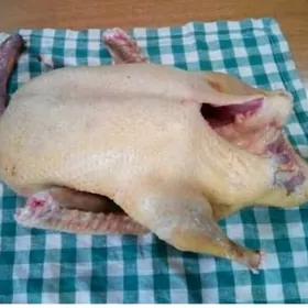 ordek indoutga jüýje