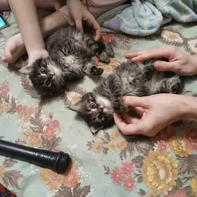 Сибирские котята