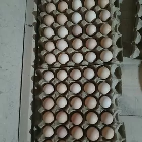 inkubator üçin ýumurtga