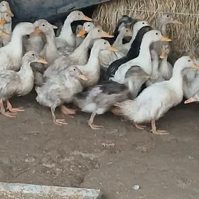 wak wak salyt yetisyan ordek