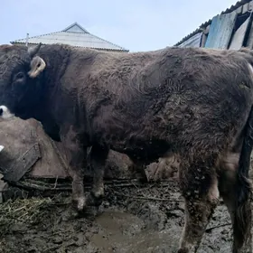 Őkùz bakylyp dyran