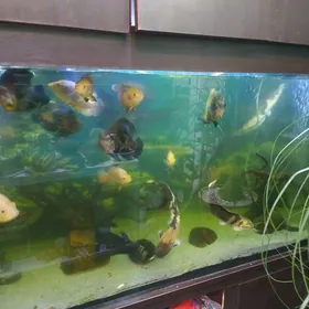 большие рыбы