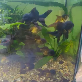 оранды,телескопы