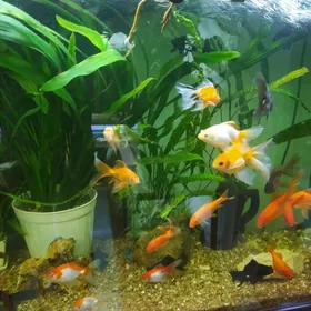 золотые рыбки