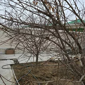 baglar erik şetdaly