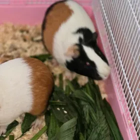 морская свинка