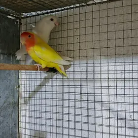 Papugaý nerazduşnik